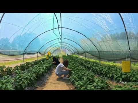 Gardener – 360° Job Preview for Autism Career Exploration