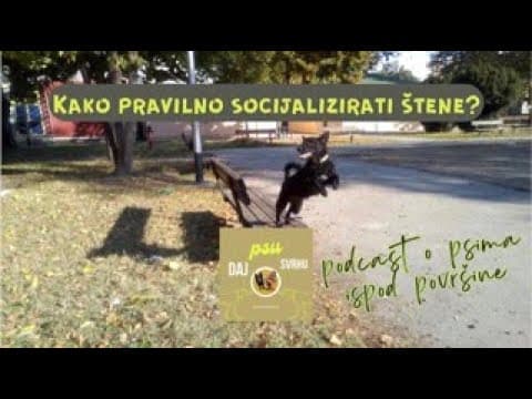 DAJ psu SVRHU Epizoda 3:  Kako izgleda plan socijalizacije šteneta? PODCAST ♡