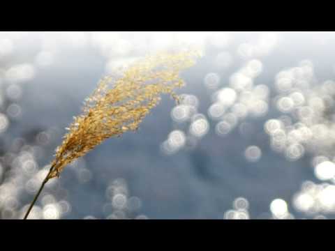 Pomnost (mindfulness)