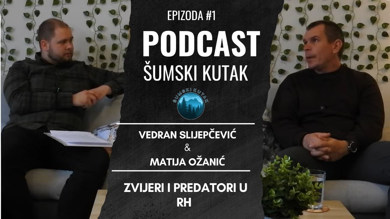 Podcast Šumski kutak--- Zvijeri i predatori u RH (Vedran Slijepčević)