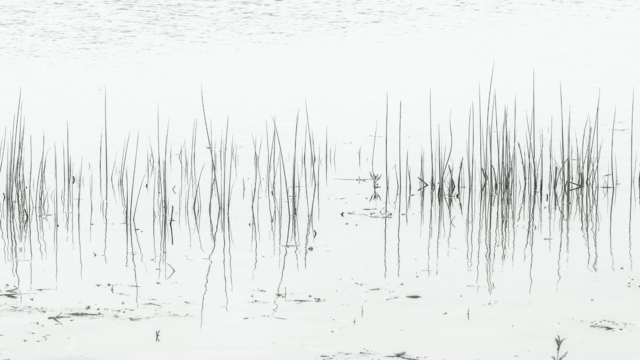 Budistički centar Live Stream