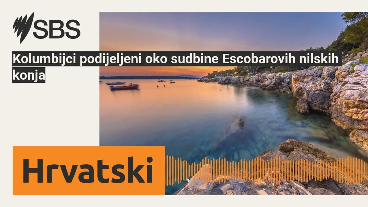 Kolumbijci podijeljeni oko sudbine Escobarovih nilskih konja | SBS Croatian - SBS na hrvatskom