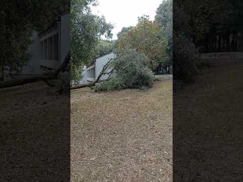 Srušeno drvo u kampu Koversada nakon nevremena u Vrsaru #shorts #koversada #tree #storm
