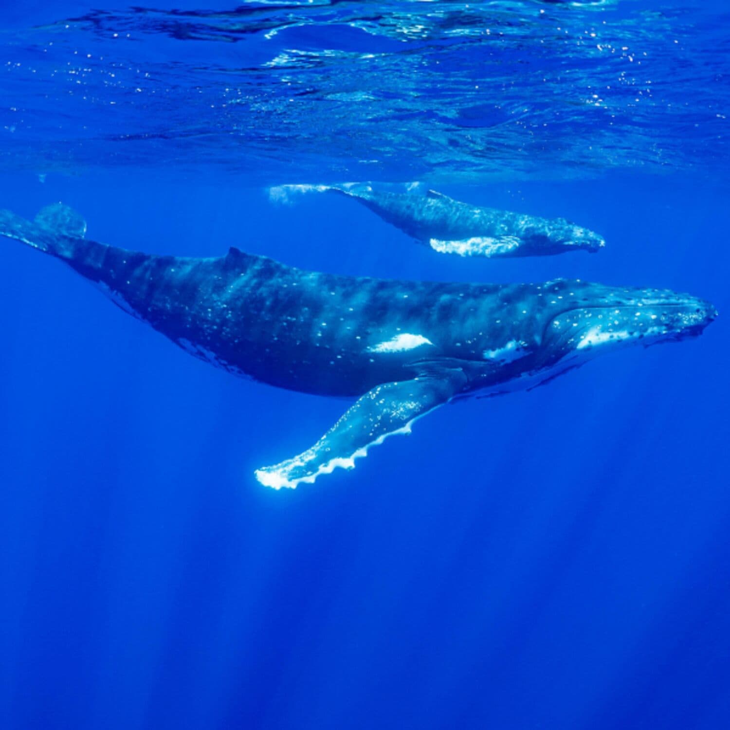 Zaštita oceana: vrijeme je za djelovanje